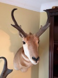 TAXIDERMY- ANTELOPE