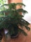 Friendly indoor pinetree