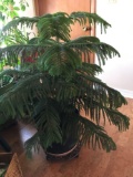 Friendly indoor pinetree