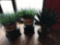 Fake plants