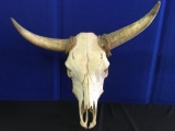 Cow Head with horns