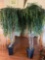 2 faux trees about 7.5 feet tall