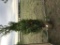 Kousa Flowering Dogwood Tree, Qty 3