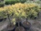 Golden Globe Arborvitae, Qty 4