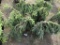 Weeping White Spruce, Qty 8