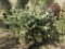 Colorado Blue Spruce, Qty 6