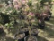 Pink Flowering Dogwood Trees, Qty 4