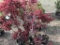 Upright Japanese Maple, Qty 8