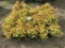 Goldflame Spirea, Qty 20