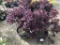 Purple Smoke Bush, Qty 4