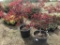 Laceleaf Japanese Maple, Qty 2