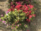 Assorted Azaleas, Qty 35