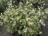 Mexican Orange Blossom, Qty 12