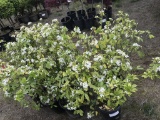 Mexican Orange Blossom, Qty 8