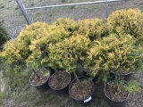 Golden Globe Arborvitae, Qty 8