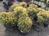 Golden Globe Arborvitae, Qty 10