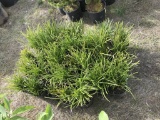 Decorative Grass, Qty 33