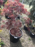 Weeping Japanese Maple