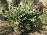 Colorado Blue Spruce, Qty 6