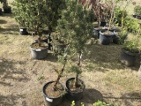 Dwarf Mugo Pine, Qty 2