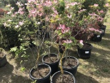 Pink Flowering Dogwood Trees, Qty 4