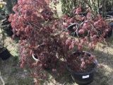 Weeping Laceleaf Japanese Maple, Qty 2