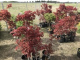 Upright Red Japanese Maple, Qty 6