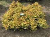 Goldflame Spirea, Qty 20