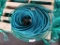 Air Compressor Hoses, Qty 2