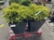 Old Gold Juniper Patio Planters, Qty. 2
