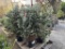 Baby Blue Spruce Trees, Qty. 4