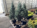 Columber Blue Spruce Trees, Qty. 4