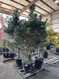 Vanderwolf's Pyramid Limber Pines