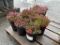 Myretoun Ruby Winter Blooming Heaths