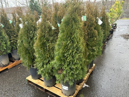 Arborvitae Trees, Qty. 12