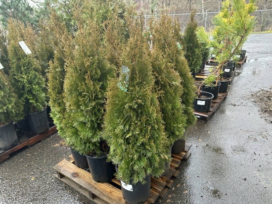 Arborvitae Trees, Qty. 9