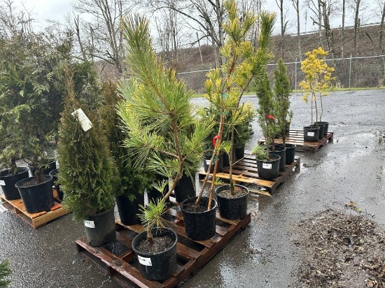 Ogon Japanese Black Pine Trees, Qty 3