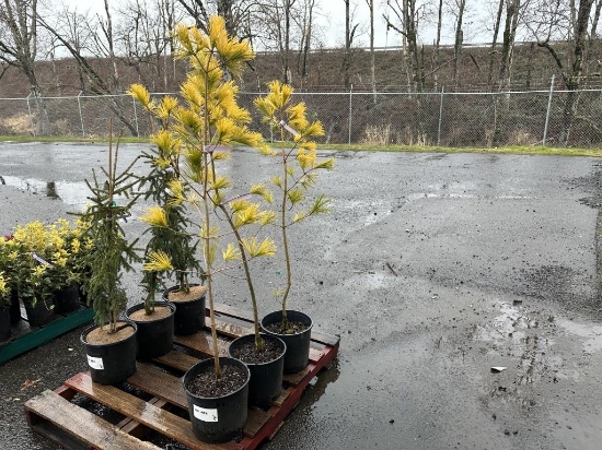 Louie White Pine Trees, Qty. 3