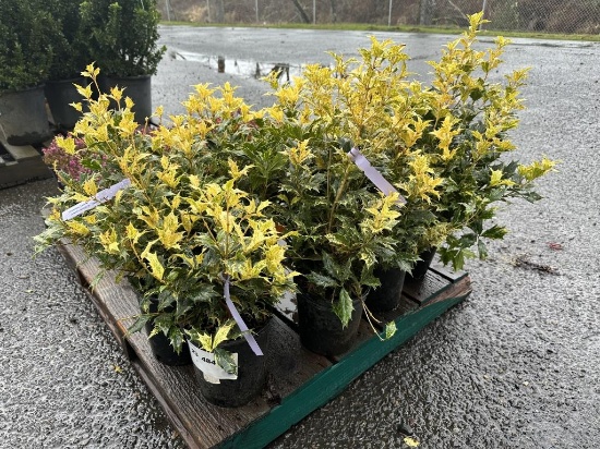 Goshiki Osmanthus Bushes, Qty. 8