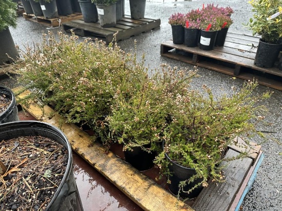 White Heather Plants, Qty. 12