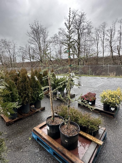 Blue Atlas Cedar Trees, Qty. 2