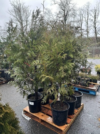 Western Red Cedar Trees, Qty. 6