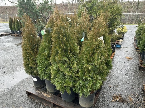 Arborvitae Trees, Qty. 12