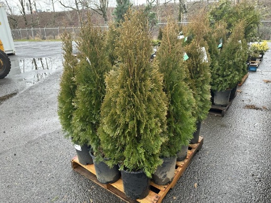 Arborvitae Trees, Qty. 12