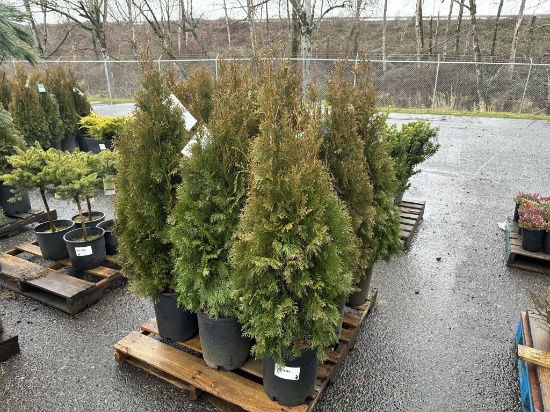 Arborvitae Trees, Qty. 9