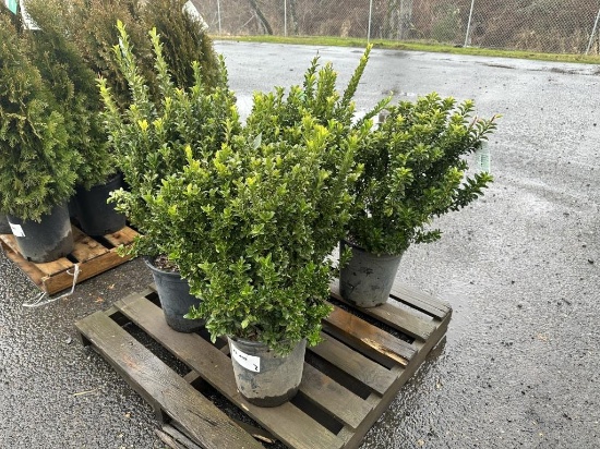 Green Spire Euonymus Shrubs, Qty. 5