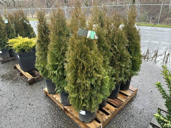 Arborvitae Trees, Qty. 12