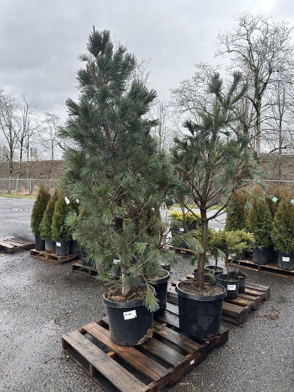 Vanderwolf's Pyramid Limber Pines