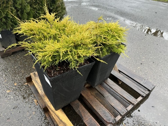 Old Gold Juniper Shrubs in Planters