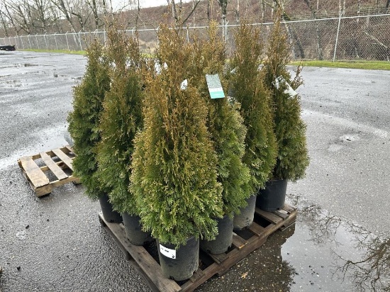 Arborvitae Trees, Qty. 12